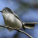 Gobemoucheron gris-bleu