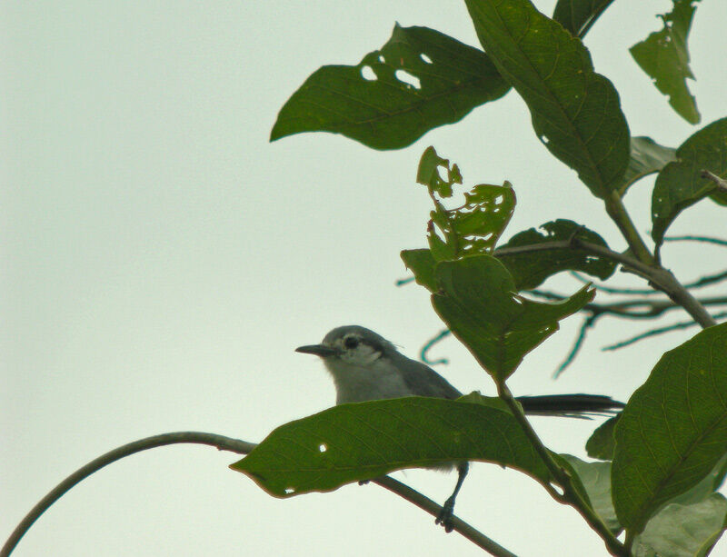 Masked Gnatcatcher