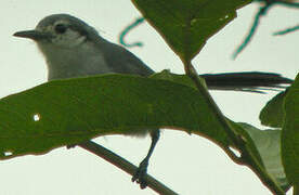 Masked Gnatcatcher