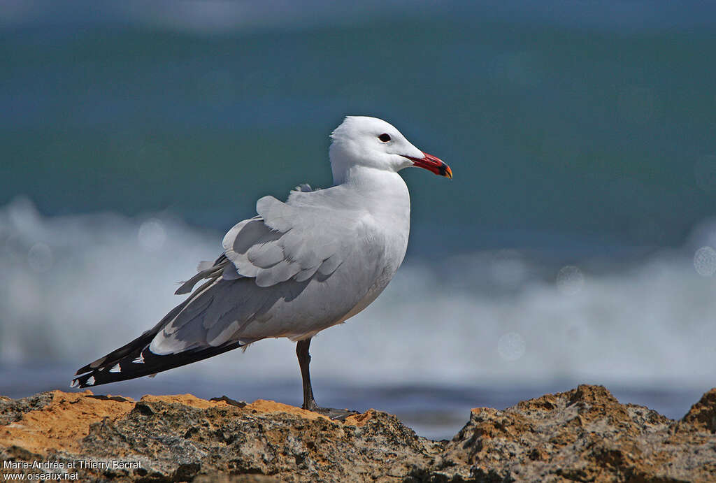 Goéland d'Audouinadulte nuptial, identification