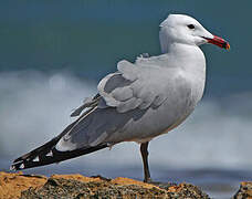 Audouin's Gull