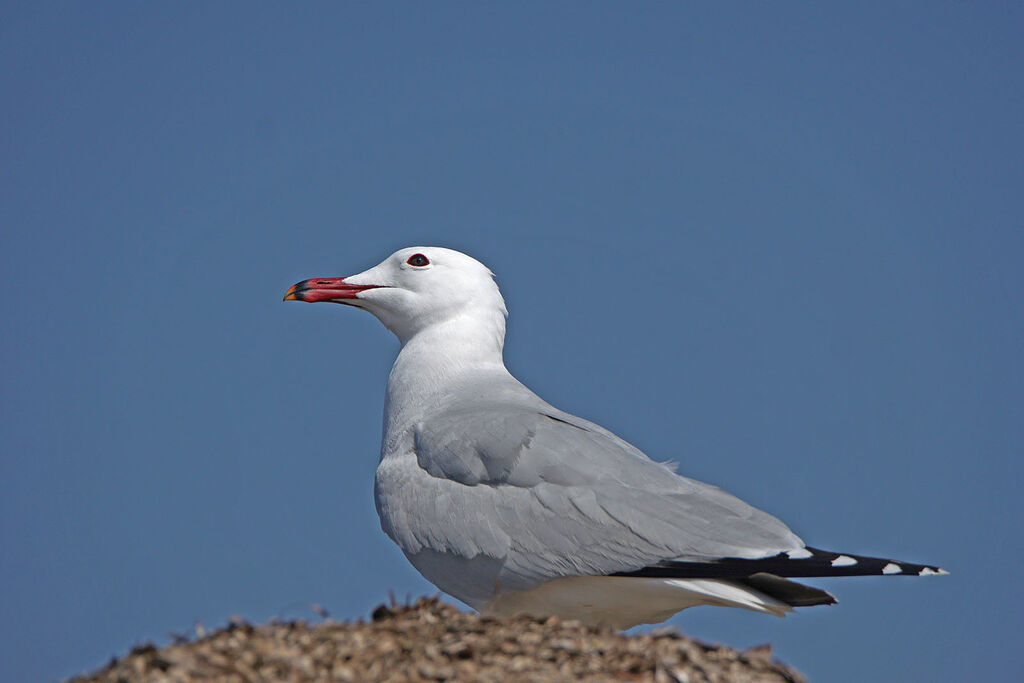 Goéland d'Audouin