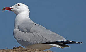 Audouin's Gull