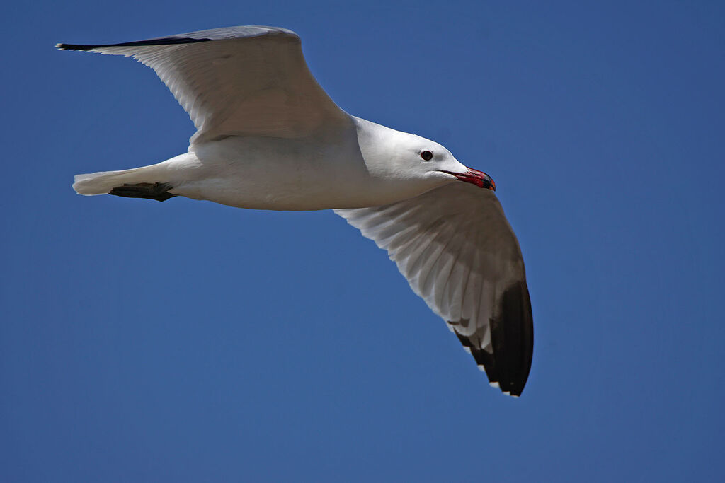 Audouin's Gull