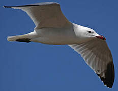 Audouin's Gull