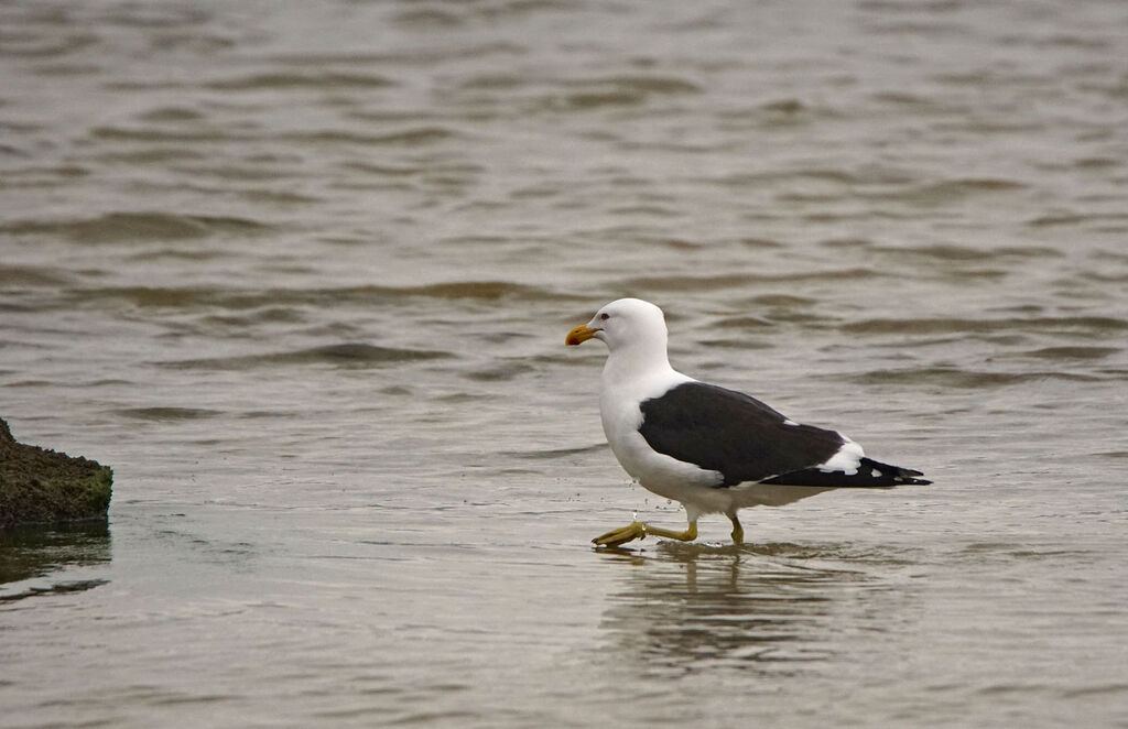 Kelp Gull