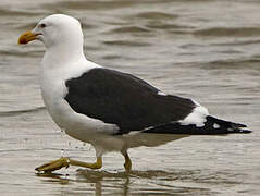 Kelp Gull