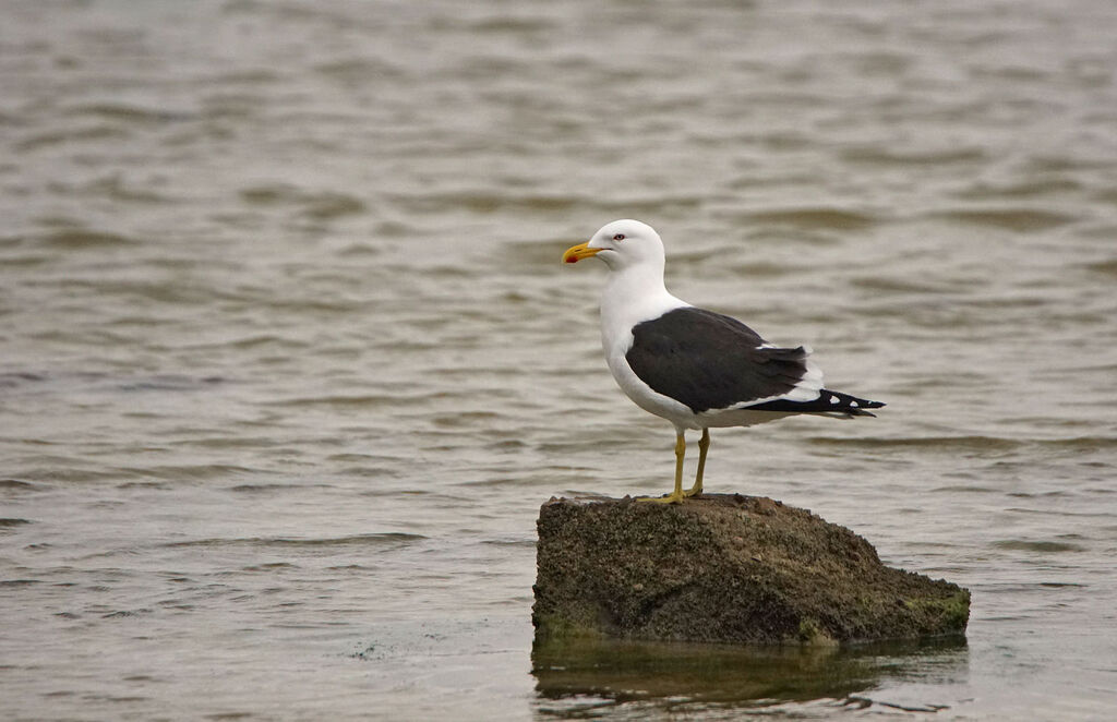 Kelp Gull