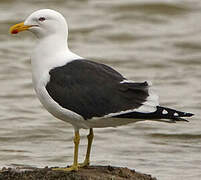 Kelp Gull