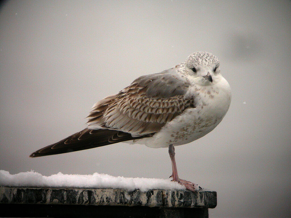 Goéland leucophée