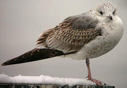 Yellow-legged Gull