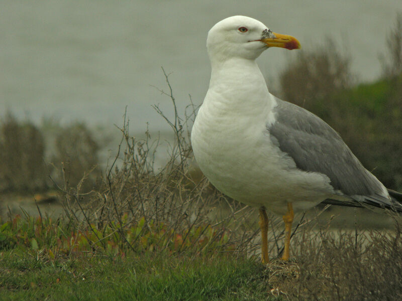 Goéland leucophée