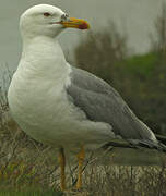 Yellow-legged Gull