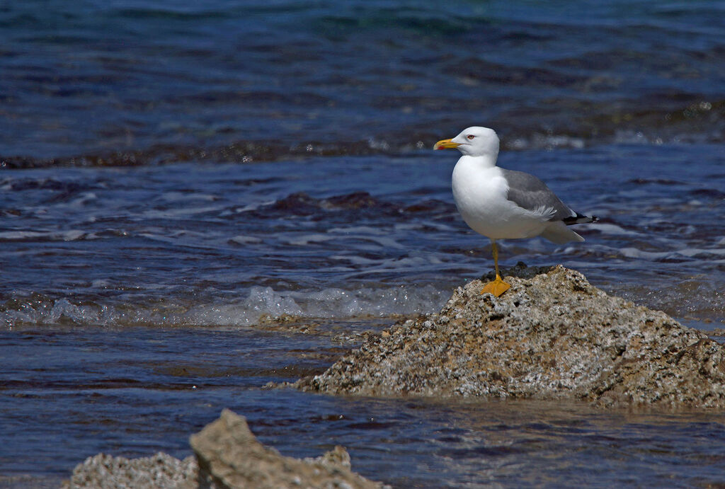 Yellow-legged Gull