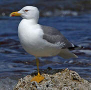 Yellow-legged Gull