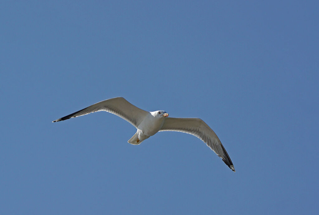 Yellow-legged Gull