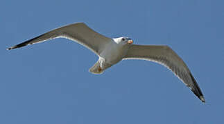 Yellow-legged Gull