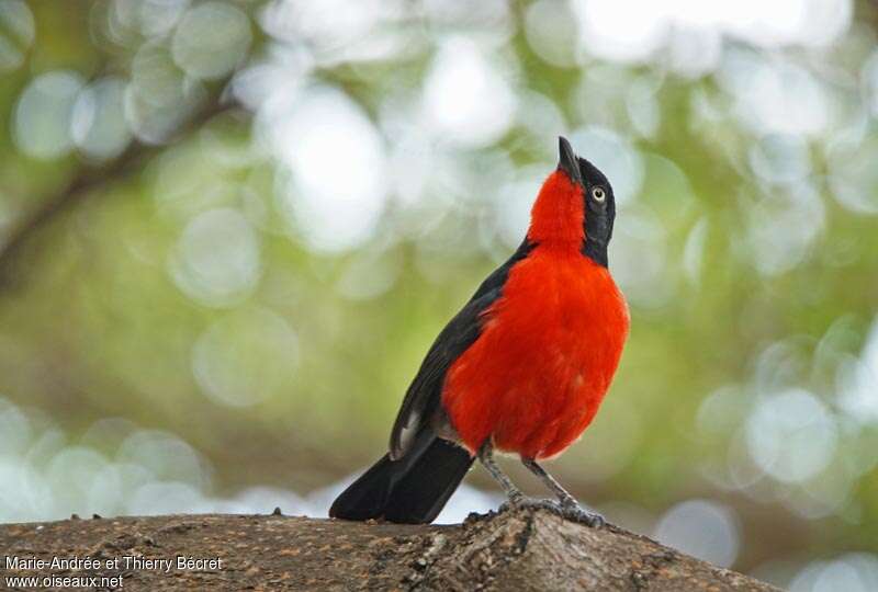 Black-headed Gonolekadult, close-up portrait