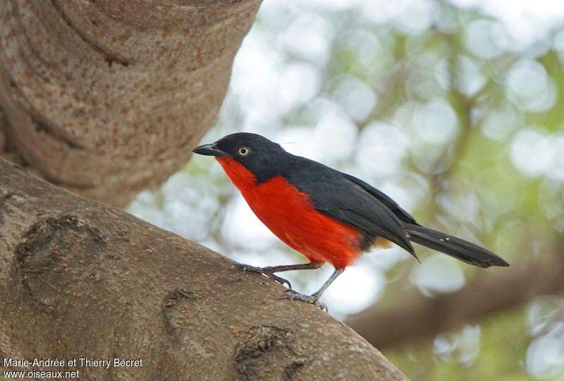 Black-headed Gonolekadult, identification