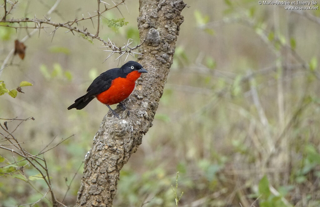 Black-headed Gonolek