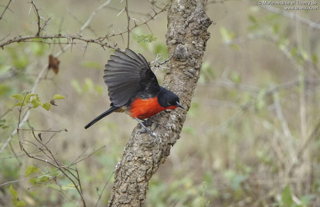 Black-headed Gonolek