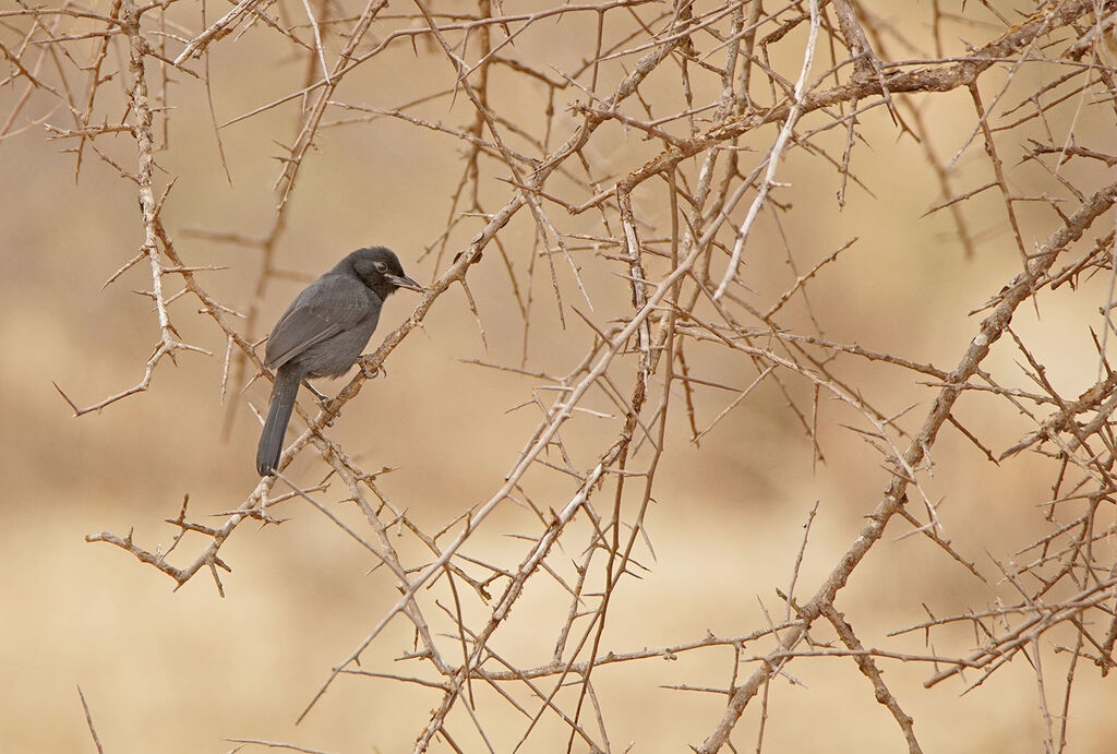 Slate-colored Boubou