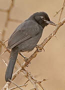 Slate-colored Boubou