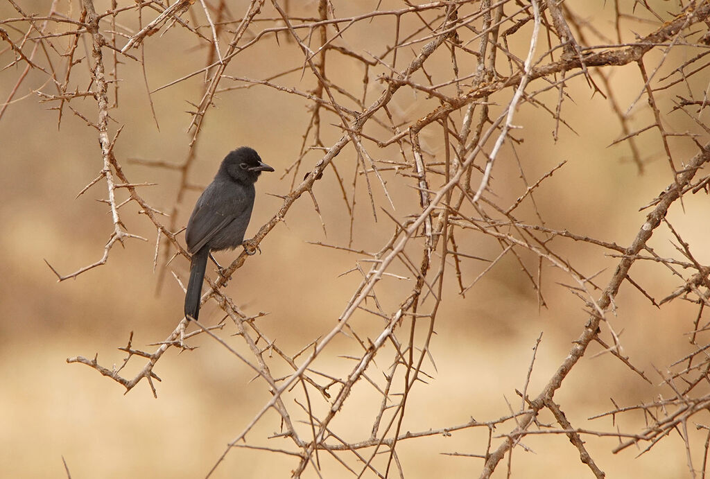 Slate-colored Boubou