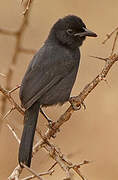 Slate-colored Boubou