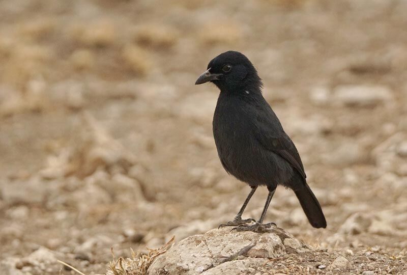 Gonolek ardoisé mâle adulte, identification