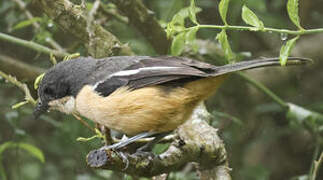 Southern Boubou