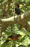 Yellow-crowned Gonolek