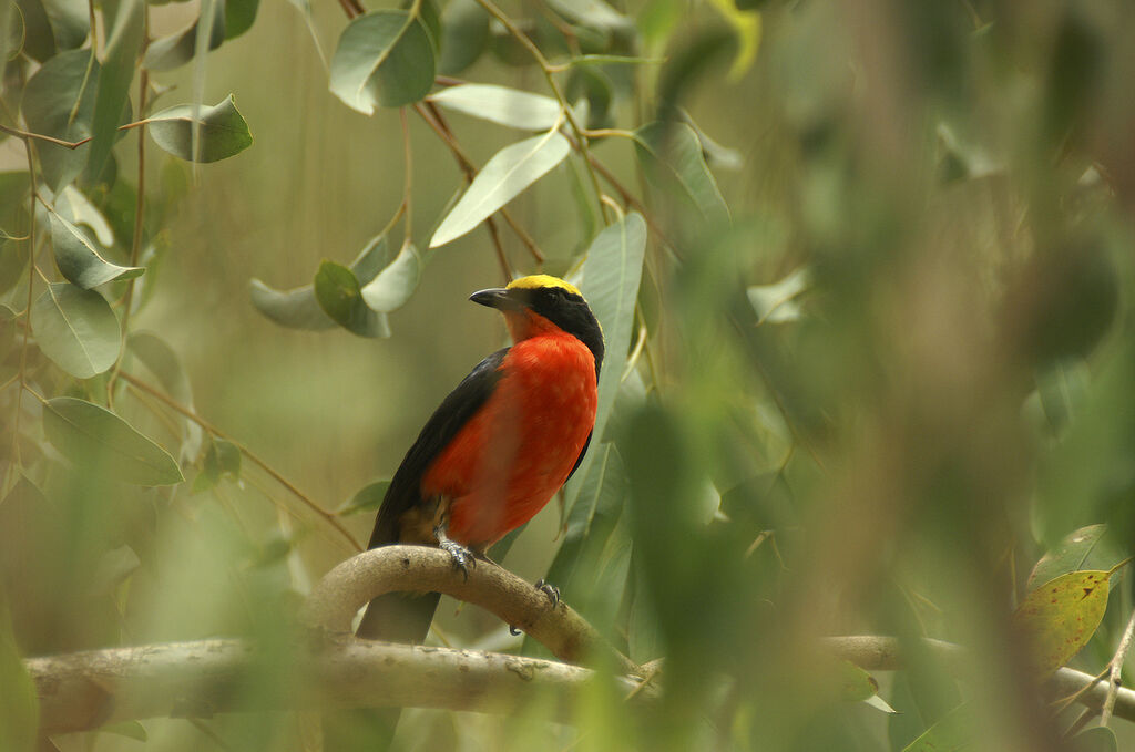 Yellow-crowned Gonolek