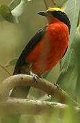 Yellow-crowned Gonolek