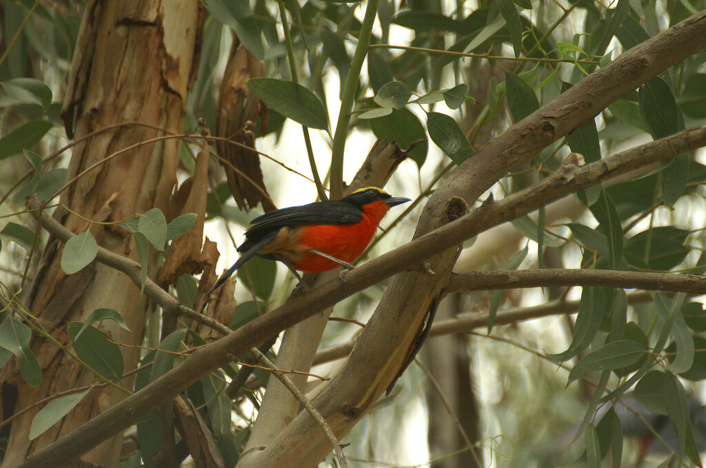 Yellow-crowned Gonolek