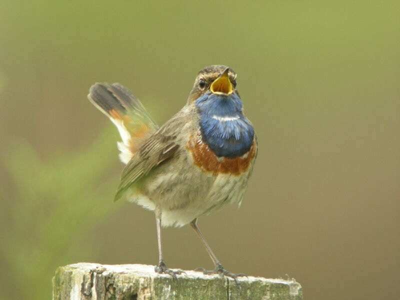 Bluethroat