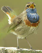 Bluethroat