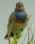 Bluethroat