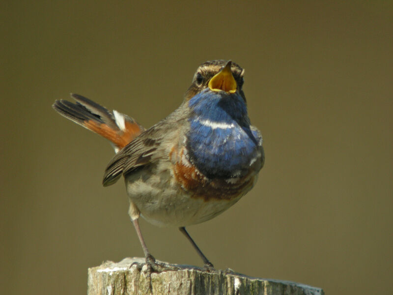 Bluethroat