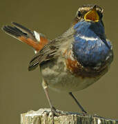 Bluethroat