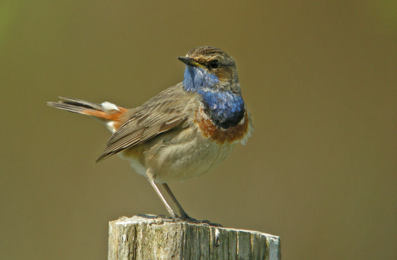 Bluethroat