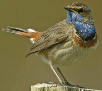 Bluethroat