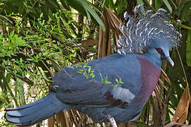 Victoria Crowned Pigeon