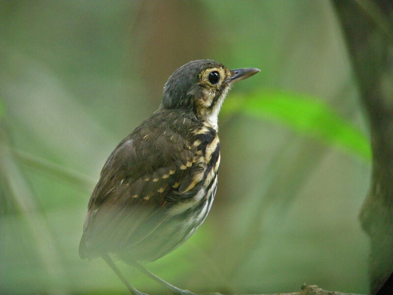 Streak-chested Antpitta