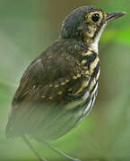 Streak-chested Antpitta