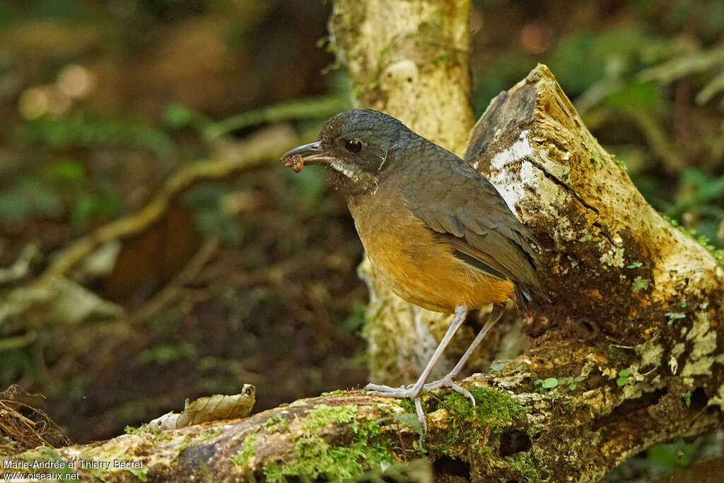 Moustached Antpittaadult, feeding habits