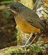 Moustached Antpitta