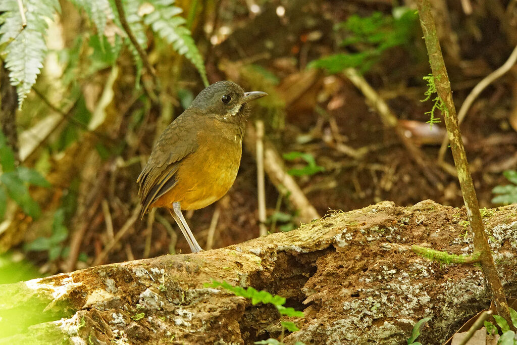 Moustached Antpitta