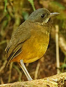 Moustached Antpitta