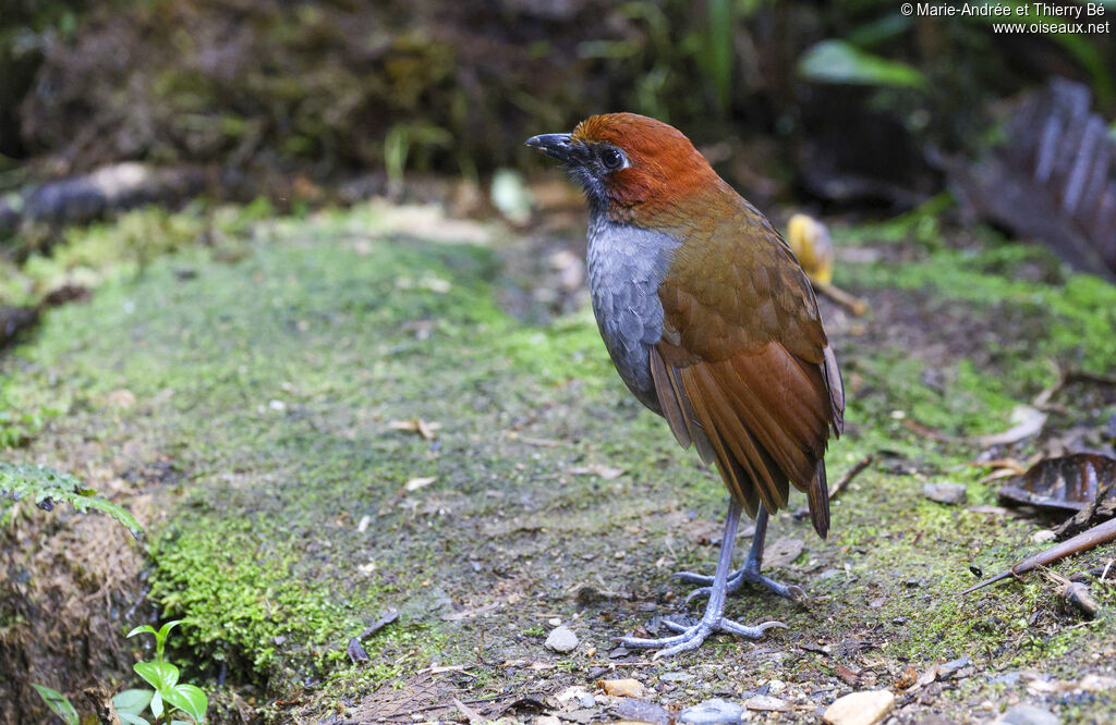 Grallaire à nuque rousse